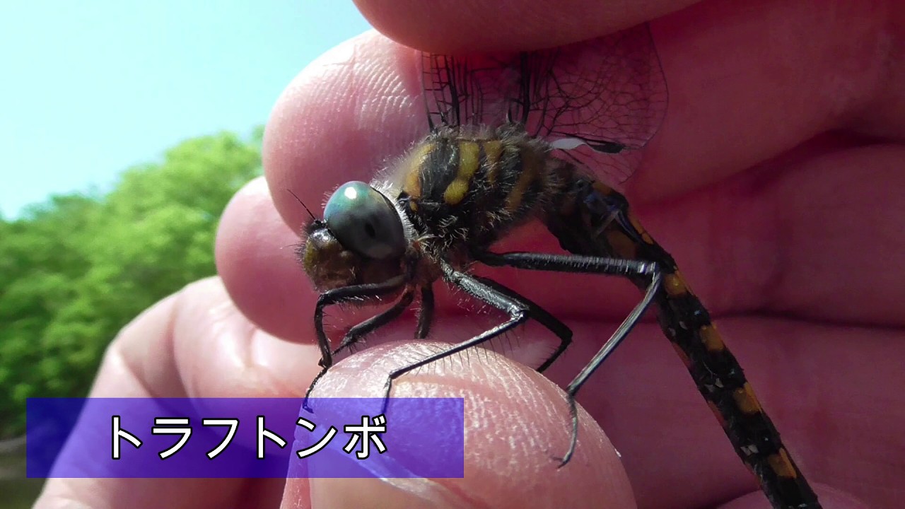 156 Emergence of dragonflies such as the Tiger Dragonfly and the