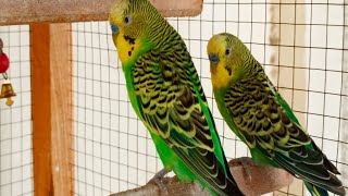 12 Hours happy budgie sounds by Beel Pet Budgie Sounds  1,900 views 12 days ago 11 hours, 58 minutes