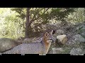 Texas Trail Cams - Gray Fox Activity of the Month - Nov. 2022