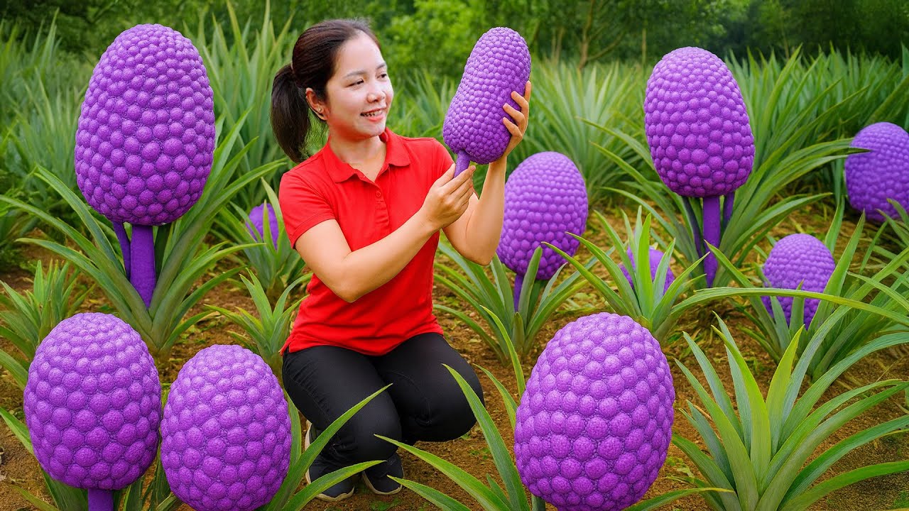 Mulher Colhendo Abacaxi Roxo Raro Em Fazenda De Frutas Tropicais Exóticas | Loc Harvest