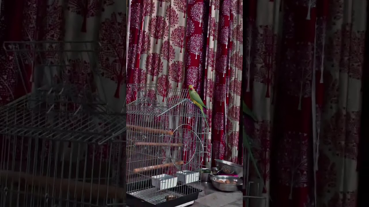 Lala ji 🥰 #parrot #pets #mithu #birds #talkingparot #nonstoptalkingparrot #nexttoppers