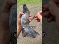 公園でハトの大群を観察していたら…
