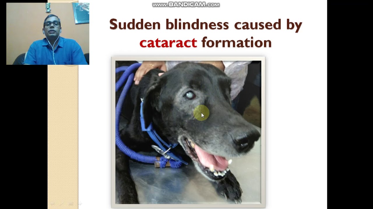 Diagnosis of Diabetes mellitus in dogs and cats Part III YouTube