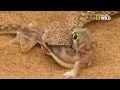 Le gecko pachydactylus rangei vs vipère de Péringuey