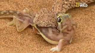 Le gecko pachydactylus rangei vs vipère de Péringuey