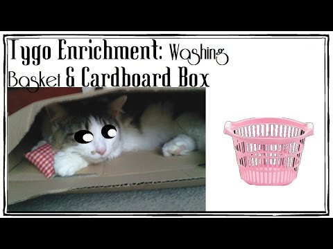 Tygo Enrichment - Washing Basket and Cardboard Box