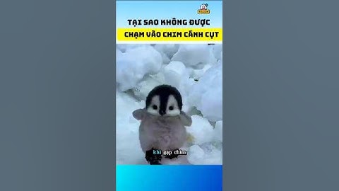 Tại sao bạn không nên chạm vào chim cánh cụt #shorts #dongvat