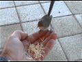 Hand Feeding Wrens