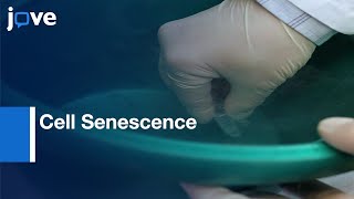 Telomere Length \& Telomerase Activity: A Yin \& Yang Of Cell Senescence l Protocol Preview