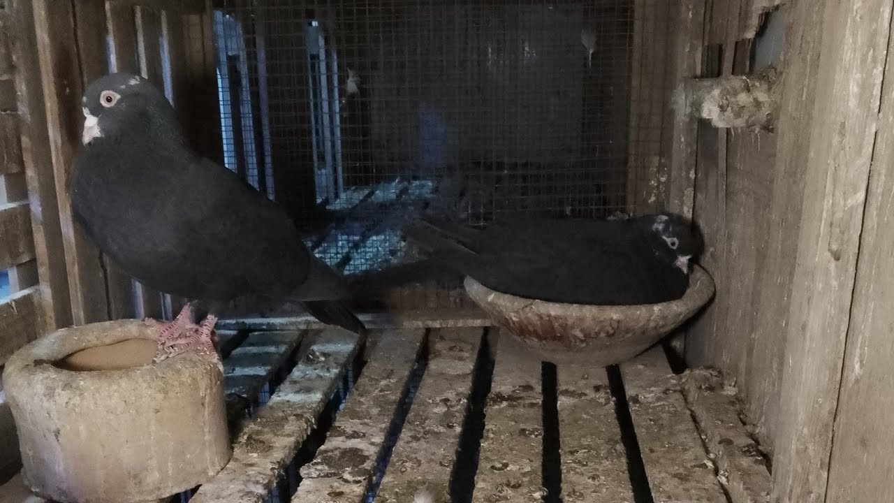 بدأت قناة "ابو روز الحربي 🇸🇦" بثًا مباشرًا