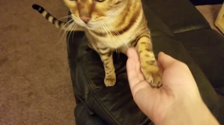 Video 1667021: f3 bengal cat, dog bengal cat