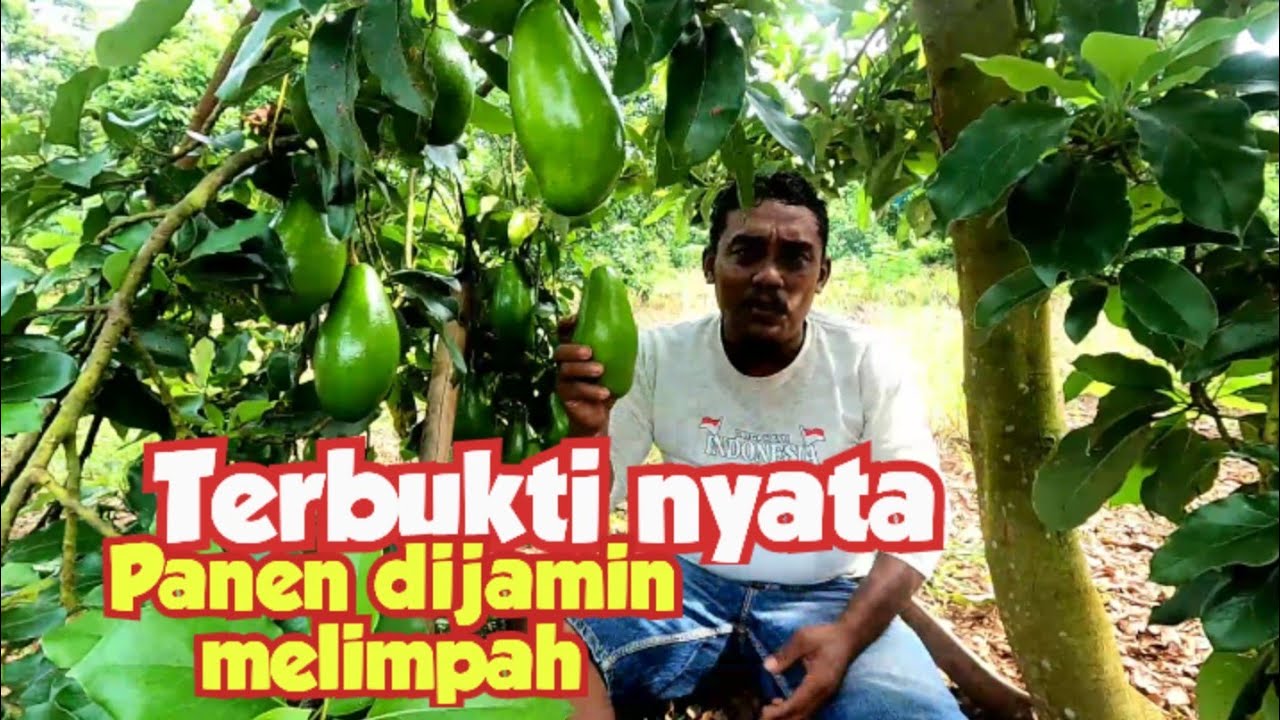 Terbukti nyata ilmu mahal,dijamin panen melimpah