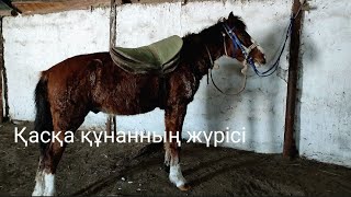 Қасқа құнанмен саяхат.мал шаруашылығы