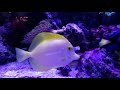 На это можно смотреть вечно 😉! Необычные аквариумные рыбки / Релакс видео
