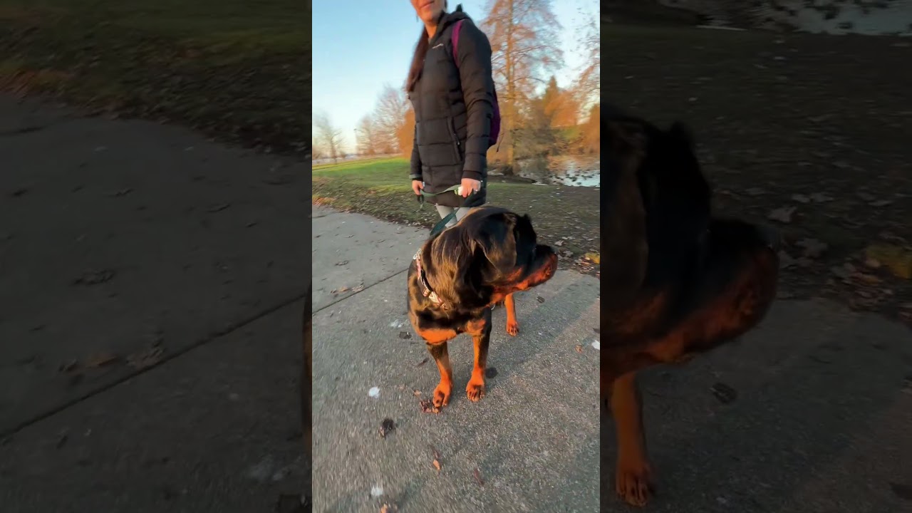 Leash reactivity takes time to train through especially if they weren’t walked often as puppies.