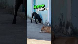 Two Chubby Ones Two Different Ways Of Trusting 