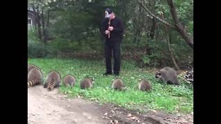 Raccoon Pied Piper