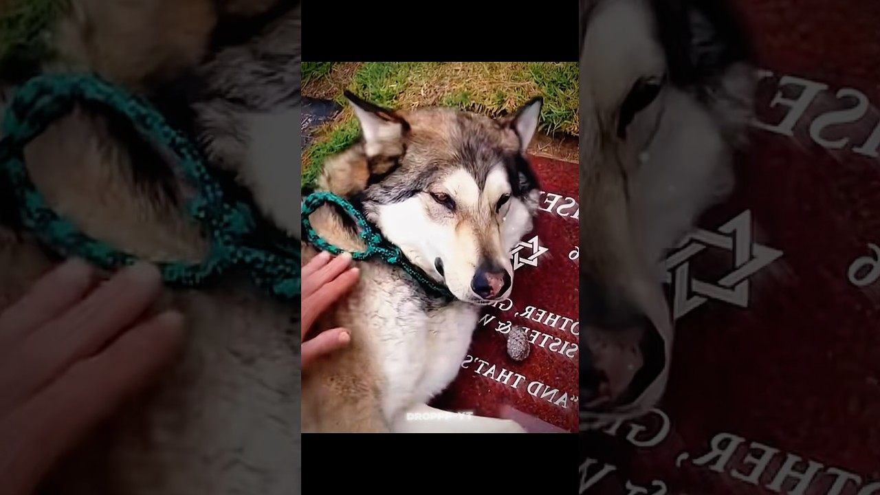 Animals Feel Too…❤️‍🩹