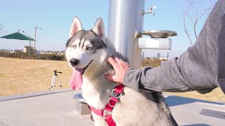 Neighborhood new dog park