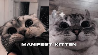 manifest kitten subliminal ♡ (FORCED)