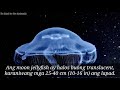 Iba't ibang uri ng mga Dikya (Jellyfish).