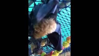 Flying Fox Bat with a Sore Ear
Robin the flying fox has a sore ear and is in care to heal. Sue is narrating. Flying Fox Bat with a Sore Ear