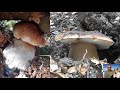 Video inedito - I sogni dei fungaioli quinto episodio - funghi porcini settembre 2020
