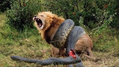 Giant Anaconda vs Jaguar   Python vs Tiger   Python vs Leopard 2016