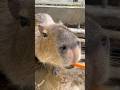 The Capybaras at Suetoshi Farm ❼😘🥕#カピバラさん #capybara #cuteanimals