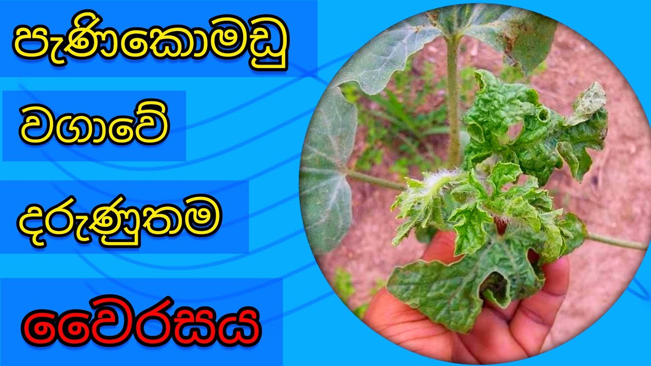 පැණිකොමඩු වගාවේ 