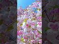 🎡수국 ~봄봄봄봄이 왔네요~🎉