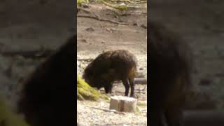 Wildschweine (4/5): 'Ansprech'-Übung führend oder nicht?