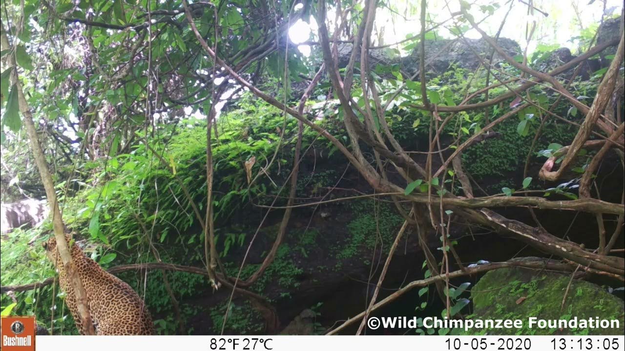 Les activités du projet UICN « Save Our Species » UE / WCF léopard