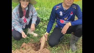 ปลูกกล้วยแบบง่ายๆกับบ่าวนิว!! ใครๆก็ปลูกได้