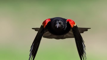 Opus: Parallax Effect