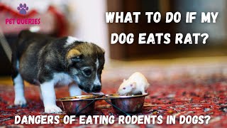 What to do if my dog eats rat? | What are the dangers of eating rodents in dogs? | #petqueries