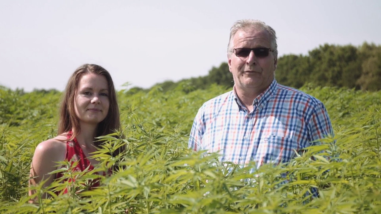 Dutch Harvest Hemp tea