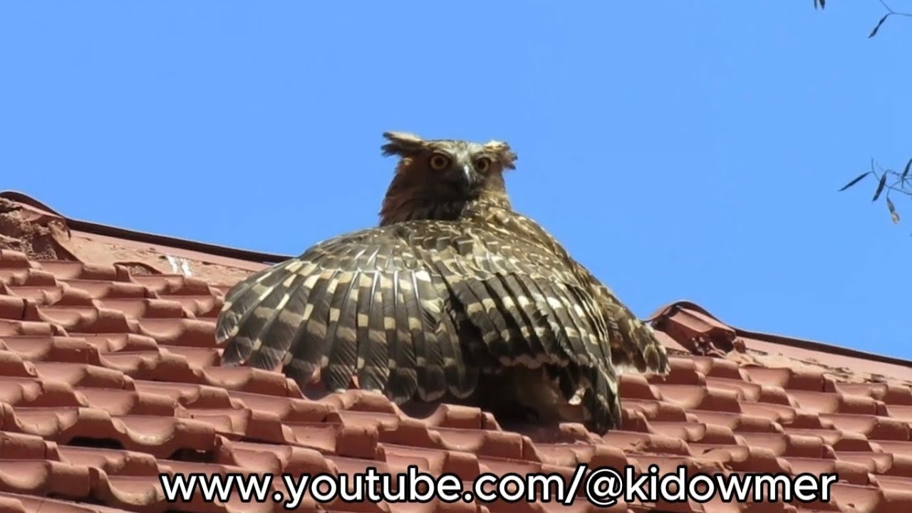 Compilation: BIRDS Sunbathing/Drying Wings