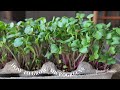 How to Grow Microgreens In a Egg Carton | Beginners Guide