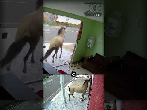 Лошадь хотела на 'приём' к стоматологу: комедия одного дня