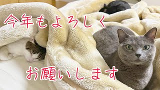 ロンやん❀明けましておめでとうございます❀ LIVE】明けましておめでとうございます🌅✨ - YouTube