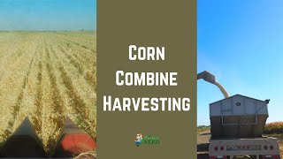 Corn Combine Harvesting - Using a Case IH 8230 Combine to Harvest Sweet Corn