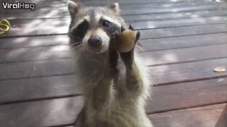 Watch a Clever Raccoon Knock on the Door Demanding Food