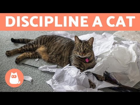 How to Properly Discipline a Cat (Cat Education) [+video]