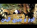 توم اند جيري اليمن مشاكل خيريه هههههههههههه
