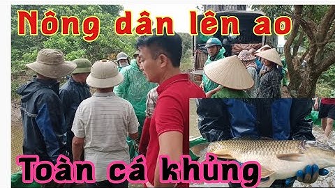 Nông dân thu hoạch cá toàn cá chép cá trắm to khủng