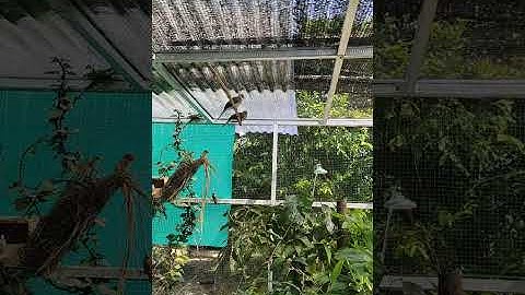 Sepasang Burung Perkutut di Aviary Mini