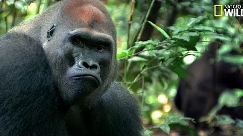 Quelle est la taille d'un gorille debout ?