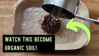 Grow Your Own Organic Microgreens with Back to the Roots DIY Kit