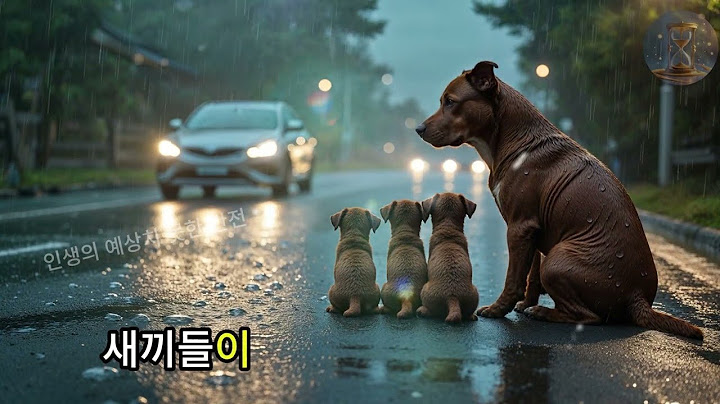 어미 개가 강아지들과 함께 길을 막아섰다… 그리고 이유를 알게 된 순간, 그녀의 눈에서 눈물이 흘렀다!